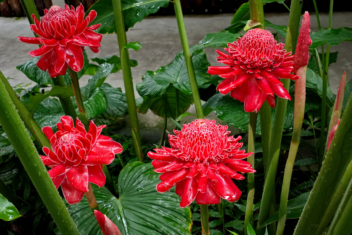 Porcelain rose seeds-Etlingera elatior-Torch Ginger