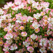 View Alpin-Rose image 1