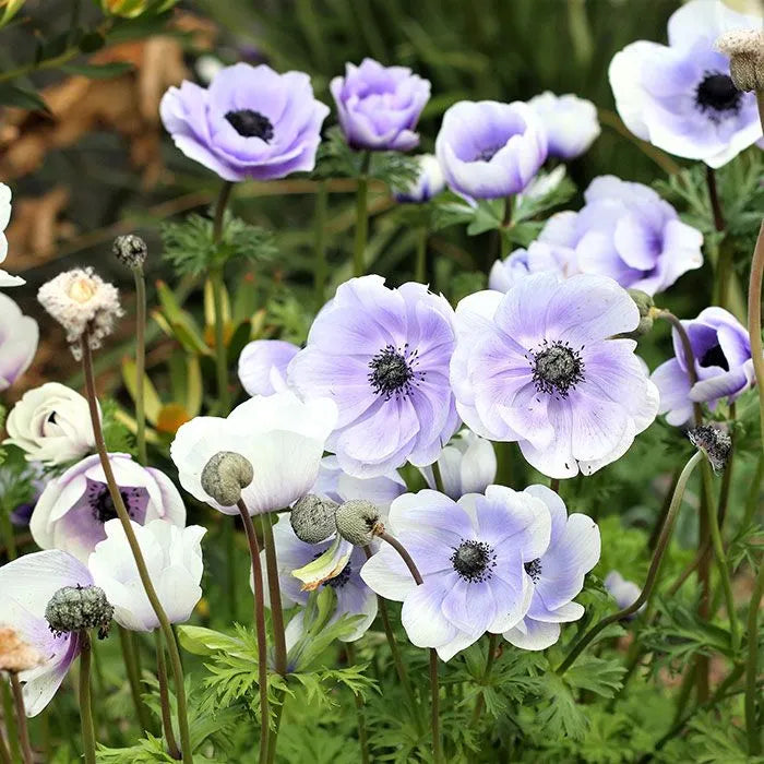 Pastel Blue Anemone Seeds