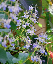 View 🌌 Blue Butterfly Flower Seeds – Bring the sky into your garden! image 5