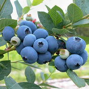 View King of Berries - Giant Blueberry Fruit Seeds - Four Seasons Plants image 6
