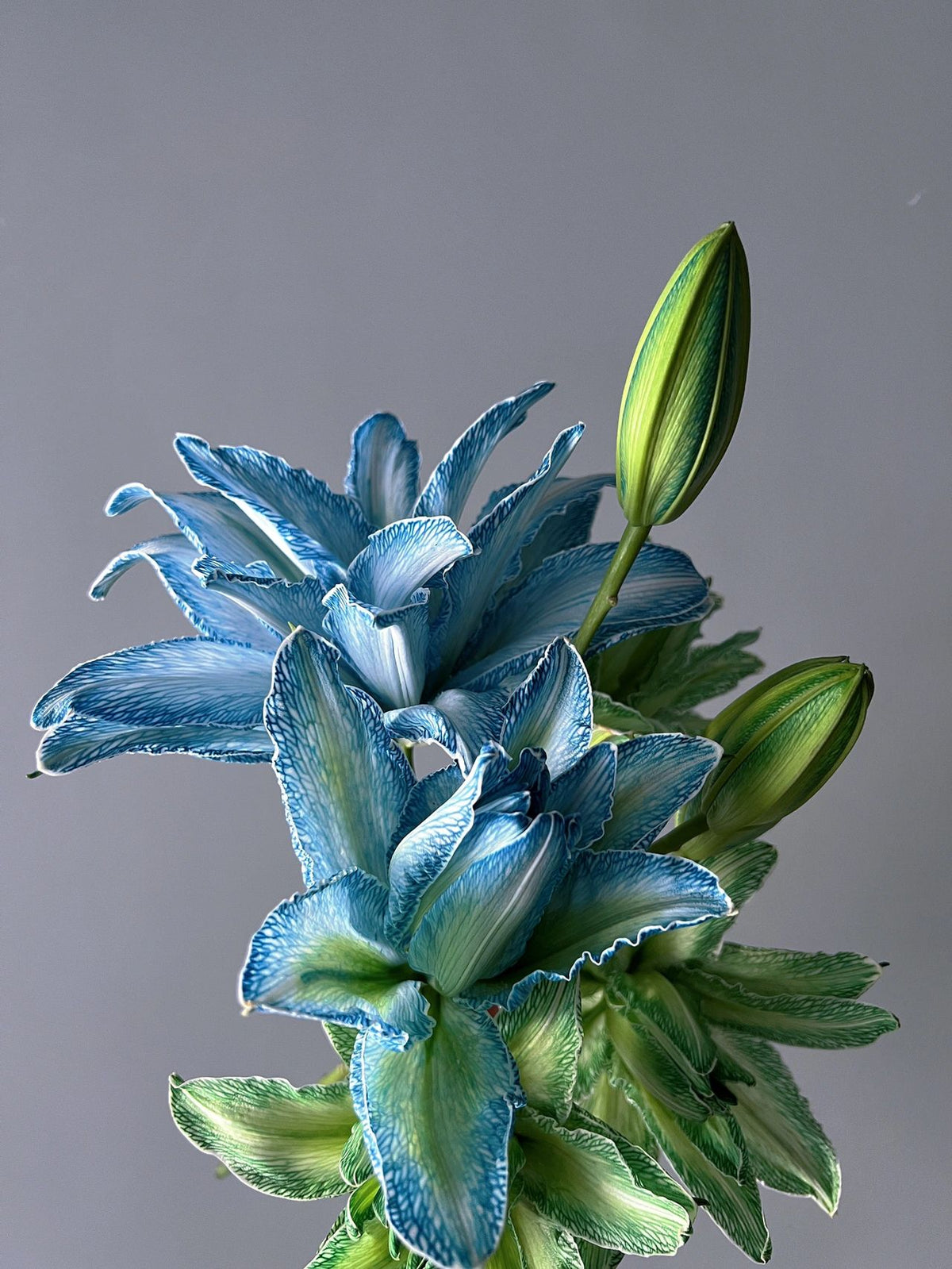 Double-Blossom Lily