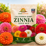 View Zinnia Seeds (California Giant ) – 100% Pure Heirloom Flower Seeds image 1