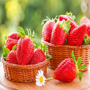 View All-season Strawberry Seeds image 6