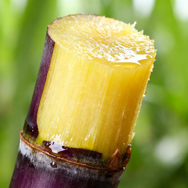 🌿🍬 Sugar Cane Seeds – Sweeten Your Garden & Life with Low-Maintenance, High-Sucrose Hybrid! 🌱