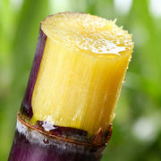 View 🌿🍬 Sugar Cane Seeds – Sweeten Your Garden & Life with Low-Maintenance, High-Sucrose Hybrid! 🌱 image 3