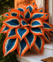 View 🎁2025 Special Offer🌿 Fire & Ice Rare Hosta Flower Seeds image 2