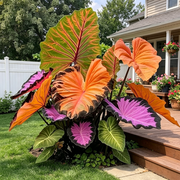 View 🌈 Giant Caladium Bulbs 🎊The color wizard that creates a dream garden 🌿✨ image 3