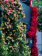 View Rainbow's End Rose-Bring the Rainbow Home 🏡🌈 image 6