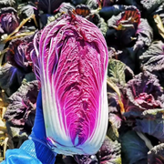 View Organic Purple Cabbage Seeds image 6