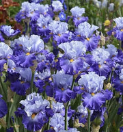 View Purple Iris Seeds image 2