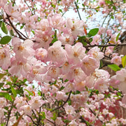 View Begonia flowers Seeds image 6