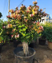View Colorful Honeysuckle Seeds 👍Flowers that are good for your health🌿 image 6