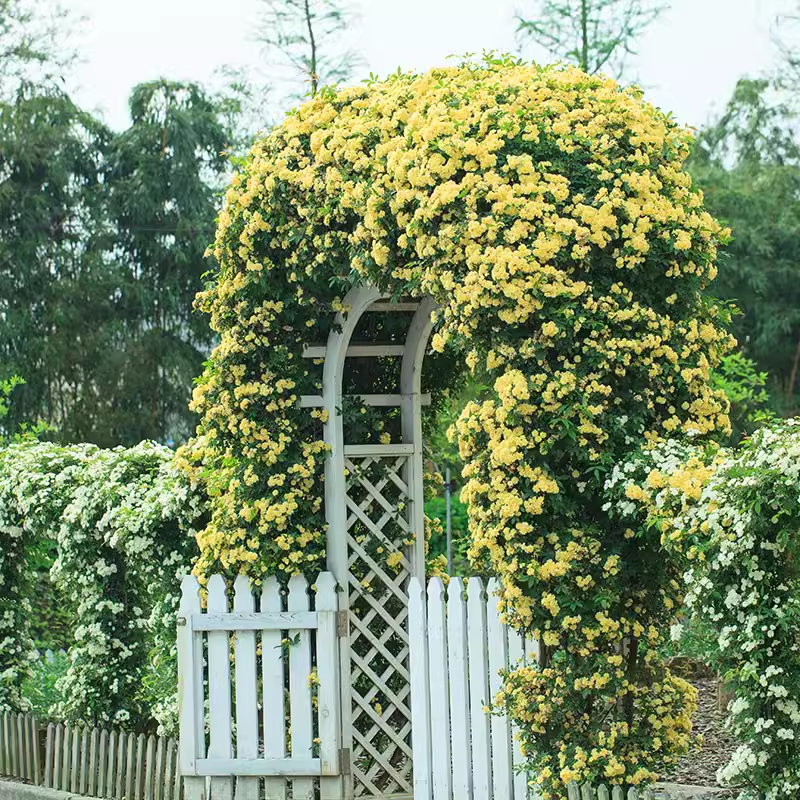 Yellow Banks Rose Seeds