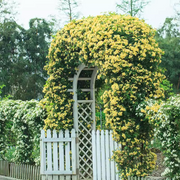 View Yellow Banks Rose Seeds image 6