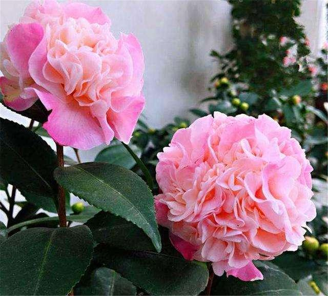 Camellias Seeds