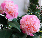 View Camellias Seeds image 3