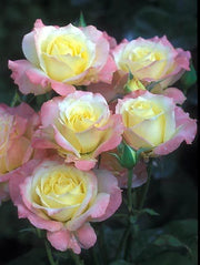 View Peaceful Roses - The Messenger of Peace image 2