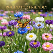 View 🌼 Unstoppable Cornflower Seeds – Premium Wildflowers That Grow Anywhere! image 2