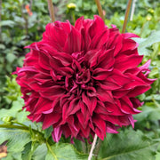 View 🌸Dinnerplate Dahlia Bulbs – Giant Show-Stopper Blooms image 3