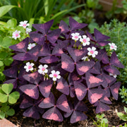 View Oxalis Triangularis Purple Shamrock Good Luck Plant image 3