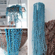 View BLUE PEARL CHLOROPHYTUM SEEDS image 2