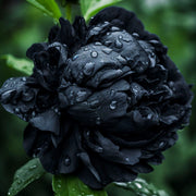 View 🖤Black Beauty Peony Seeds image 5