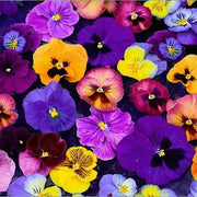 View Viola Sorbet XP Autumn Select Mix F1 image 3