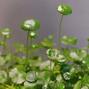 View 🍀Hydrocotyle Vulgaris Seeds-Copper Coin Grass image 3