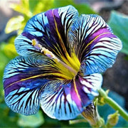 View Chilean Morning Glory Seeds image 6