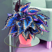 View 50pcs/Bag Coleus Bonsai Flower Leaf Plants Rainbow Dragon Seeds Garden image 1