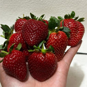 View Black Pearl Strawberry Seeds image 1