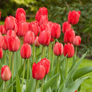 View Red Impression Tulip Seeds image 1