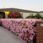 View Stunning Azaleas – Red, Pink, White & Dreamy Mixed Colors | Four-Season Garden Delight image 1