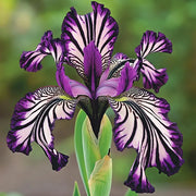 View 💐Zebra Stripes Iris (Iris Germanica) – A Bold, Striped Beauty image 3