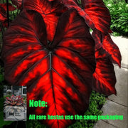 View 🌿 Rare Hosta Flower Bulbs🎁2025 Special Offer image 4
