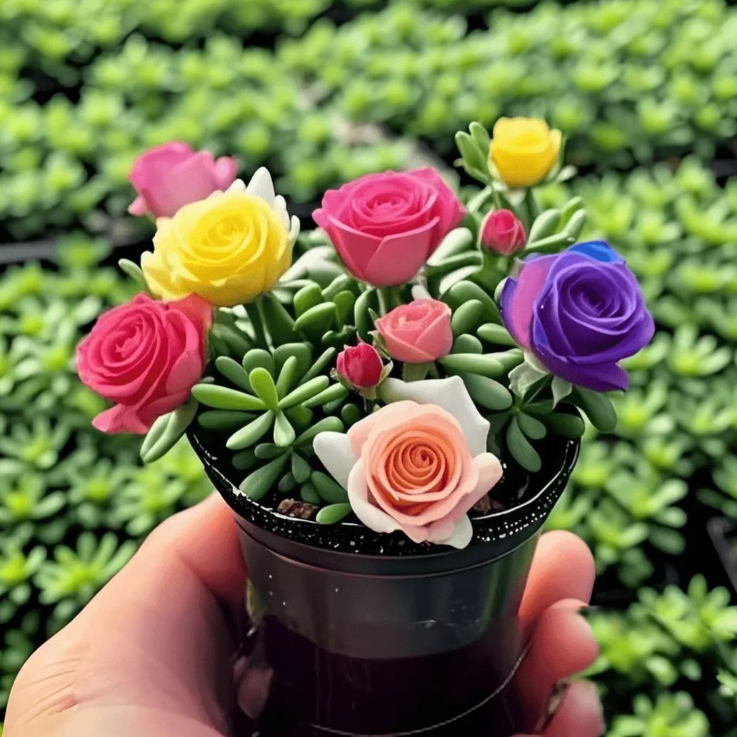 🪴Double-flowered Rose Orchid Seeds-Cold-resistant and fragrant
