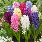 View Mixed Color Hyacinth Seeds image 1