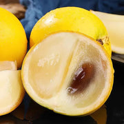 View Golden Fruit Seeds-Abiu Fruit-Pouteria Caimito image 6