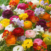 View Multicolor Ranunculus Seeds image 1