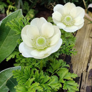 View Albino Anemone Seeds image 2