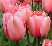 View NEW!!!100pcs/ Bag-Tulip Seeds Garden Flower Plant Flowers image 5