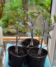 View 50/100 Organic Indigo Rose Tomato Seeds, Heirloom, Non-GMO, Solanum Lycopersicum image 6