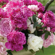 View 🌺THE QUEEN OF FLOWERS—DOUBLE PETALED PIANI image 6