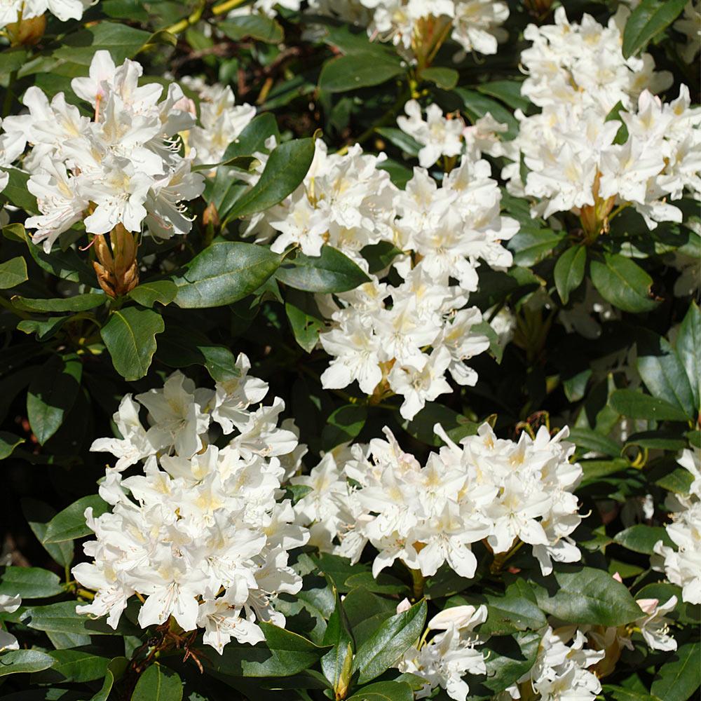 Stunning Azaleas – Red, Pink, White & Dreamy Mixed Colors | Four-Season Garden Delight
