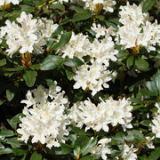View Stunning Azaleas – Red, Pink, White & Dreamy Mixed Colors | Four-Season Garden Delight image 6