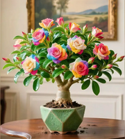 View 🇺🇸 Celebrate America’s 250th – Red, White & Blue Desert Rose (Adenium) Seedlings image 2