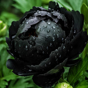 View 🖤Black Beauty Peony Seeds image 3