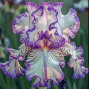 View Rare Iris Bulbs⚜️ image 1