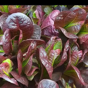 View Coffee Leaf lettuce Seeds-🪴Harvest Within 30 days-Fewer Pests image 5